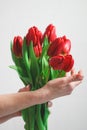 The hands of a young caucasian woman with a French manicure hold a bouquet of red tulips . Royalty Free Stock Photo