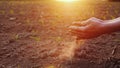 The hands of the young farmer keep fertile soil on the field with corn seedlings. Organic Products Concept Royalty Free Stock Photo