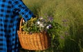 In the hands of a young girl, a basket with a bouquet of wild flowers in close-up against a background of tall green grass. space