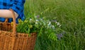 In the hands of a young girl, a basket with a bouquet of wild flowers in close-up against a background of tall green grass. space