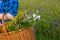 In the hands of a young girl, a basket with a bouquet of wild flowers in close-up against a background of tall green