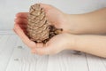 The hands of a young girl with beautiful skin hold in their palms a handful of pine nuts and a large pine cone