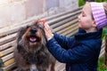 Hands of a young girl combing the dog. Care for long fur animals. Combs for pets. Love, caring, puppies adoption concept