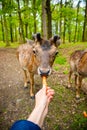 The hands of a young girl feed by an carrota deer in the beautiful park of the Blatna castle, Czech Republic Royalty Free Stock Photo