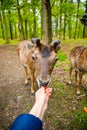 The hands of a young girl feed by an carrota deer in the beautiful park of the Blatna castle, Czech Republic Royalty Free Stock Photo