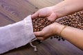 Hands of a young girl removing coffee beans from a sack. International coffee day concept. October 1st