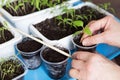 Growing, seeding, transplant seedling, houseplant, vegetables at home. Hands with young little pepper plant Royalty Free Stock Photo