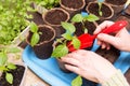 Hands with young little plant in pot. Growing, seeding, transplant seedling, houseplant, vegetables at home Royalty Free Stock Photo