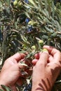 Hands of a young man harvest olives