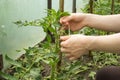 The hands of a young man are tied with a hemp twine a seedling of a tomato to a wooden stick. This is made to support the plant Royalty Free Stock Photo