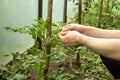 The hands of a young man are tied with a hemp twine a seedling of a tomato to a wooden stick. This is made to support the plant Royalty Free Stock Photo