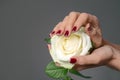 Hands of young woman with beautiful manicure holding rose on color background Royalty Free Stock Photo