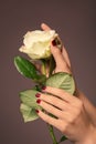 Hands of young woman with beautiful manicure holding rose on color background Royalty Free Stock Photo