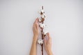 Hands of a young woman with a cotton branch on a white background. Female manicure. Cotton flower