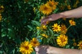 The hands of a young woman cut off the yellow rudbeckia flowers with garden shears