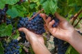 Hands of a young woman with delicious ripe dark blue grapes Royalty Free Stock Photo