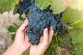 Hands of a young woman with delicious ripe dark blue grapes Royalty Free Stock Photo