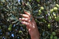 Hands of a young woman harvest olives
