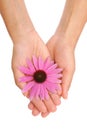 Hands of young woman holding Echinacea flower Royalty Free Stock Photo