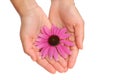 Hands of young woman holding Echinacea flower Royalty Free Stock Photo