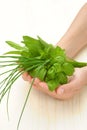 Hands of young woman holding fresh herbs, basil, chive, sage Royalty Free Stock Photo