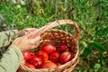 The hands of a young woman holding a wicker basket in which red tomatoes lie stands in a vegetable garden surrounded by Royalty Free Stock Photo