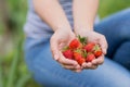 Hands of a young woman picking strawberries Royalty Free Stock Photo