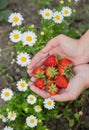 Hands of a young woman picking strawberries Royalty Free Stock Photo