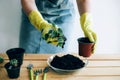 Hands of a young woman planting in the flower pot.