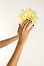 hands of a young woman pointing at a yellow flower, white background. Royalty Free Stock Photo