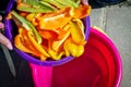 Hands of a young woman pour sliced colorful slices of ripe bell pepper into a food bucket. View from above. Preparing a large Royalty Free Stock Photo