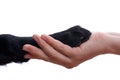 Handshake between dog and hand