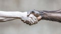 A handshake between a human and an ape symbolizes unity and understanding, AI Royalty Free Stock Photo