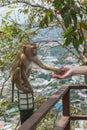 Handshake Between Human Hand And Monkey Royalty Free Stock Photo