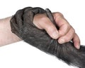 Handshake between Human hand and monkey hand Royalty Free Stock Photo