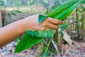 Handshake between human hand and tree