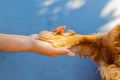 handshake between woman and pretty american cocker puppy outdoors Royalty Free Stock Photo