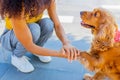 handshake between woman and pretty american cocker puppy outdoors Royalty Free Stock Photo