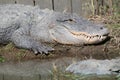 Handsome American alligator quietly staring at its prey Royalty Free Stock Photo