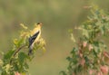 Handsome American Goldfinch Male Singing