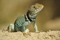 Handsome, Attentive Blue Gold Lizard