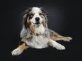 Handsome Australian Shepherd dog, Isolated on black background. Royalty Free Stock Photo