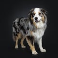 Handsome Australian Shepherd dog, Isolated on black background. Royalty Free Stock Photo