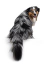 Handsome Australian Shepherd dog on white background Royalty Free Stock Photo