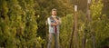 handsome bearded farmer in vineyard farm, wine business