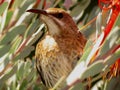 Cape Sugarbird perched on Protea while feeding Royalty Free Stock Photo