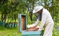 Handsome beekeeper in protective uniform checking the beehive Royalty Free Stock Photo