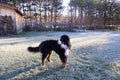 Handsome Bernese mountain dog standing unleashed in frosted lawn looking back