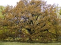 Handsome big old oak tree in autumn colors Royalty Free Stock Photo