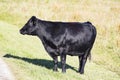 Handsome Black Angus Cow with shadow standing in pale green field near road Royalty Free Stock Photo